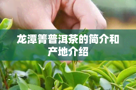 龙潭箐普洱茶的简介和产地介绍