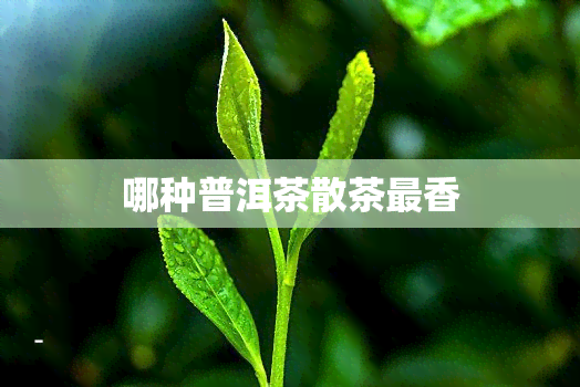 哪种普洱茶散茶最香