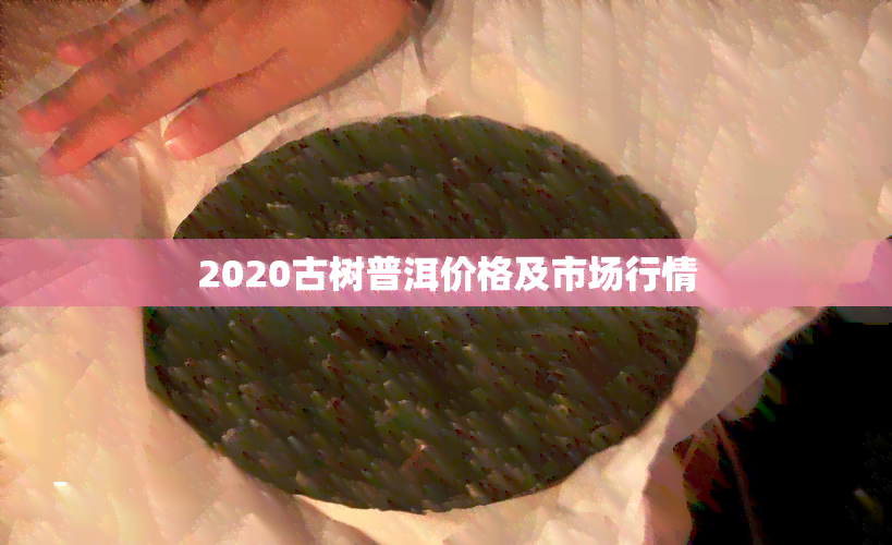 2020古树普洱价格及市场行情