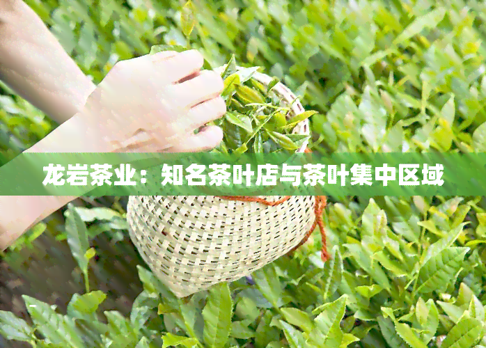 龙岩茶业：知名茶叶店与茶叶集中区域