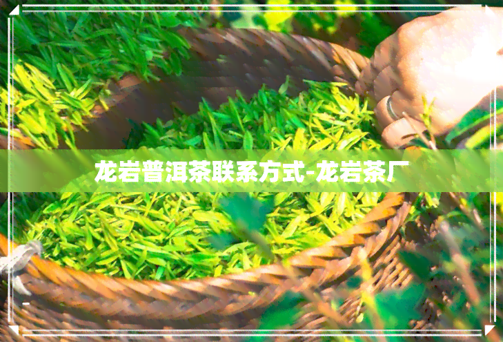 龙岩普洱茶联系方式-龙岩茶厂