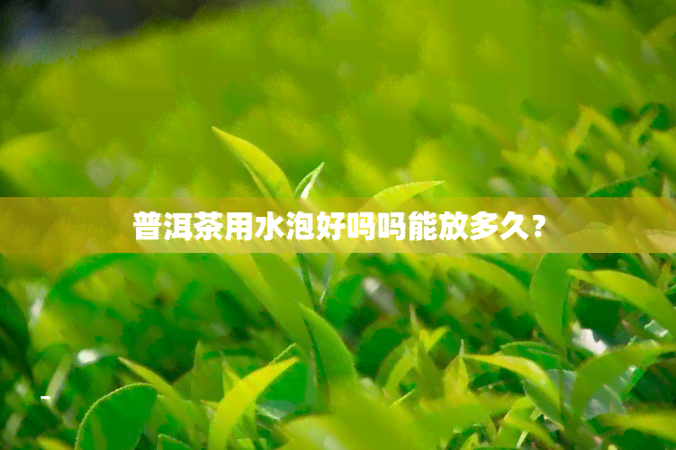 普洱茶用水泡好吗吗能放多久？