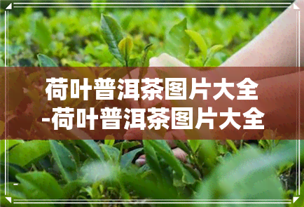 荷叶普洱茶图片大全-荷叶普洱茶图片大全大图