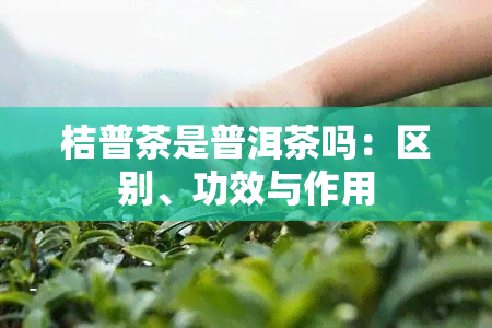 桔普茶是普洱茶吗：区别、功效与作用