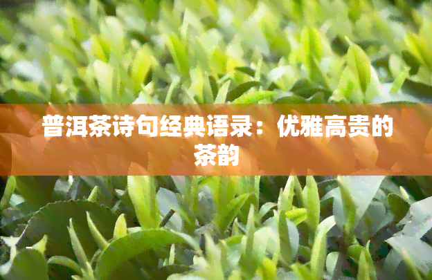 普洱茶诗句经典语录：优雅高贵的茶韵