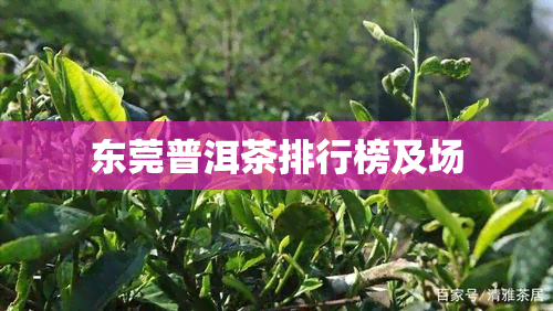 东莞普洱茶排行榜及场