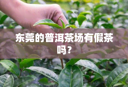 东莞的普洱茶场有假茶吗？