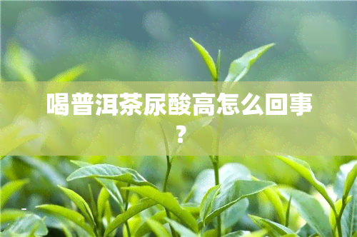 喝普洱茶尿酸高怎么回事？