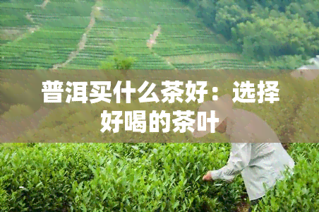 普洱买什么茶好：选择好喝的茶叶