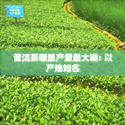 普洱茶哪里产量更大喝: 以产地知名