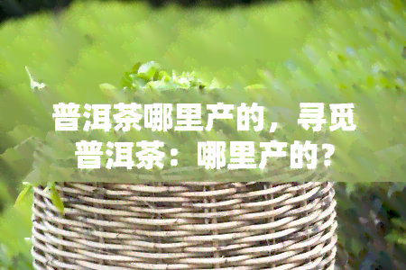 普洱茶哪里产的，寻觅普洱茶：哪里产的？