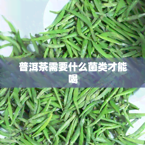 普洱茶需要什么菌类才能喝