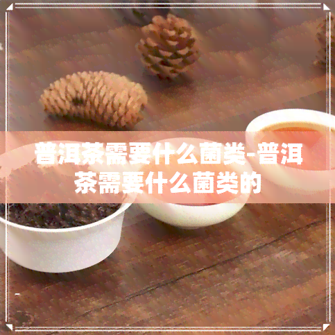 普洱茶需要什么菌类-普洱茶需要什么菌类的