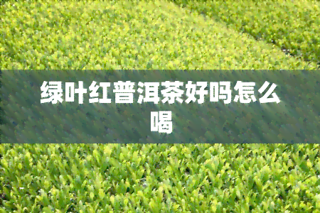 绿叶红普洱茶好吗怎么喝