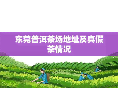 东莞普洱茶场地址及真假茶情况