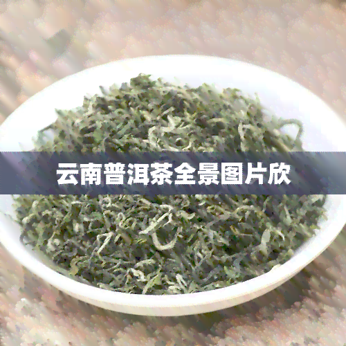 云南普洱茶全景图片欣