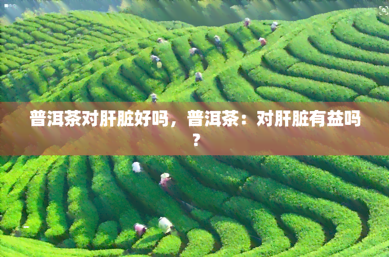 普洱茶对肝脏好吗，普洱茶：对肝脏有益吗？