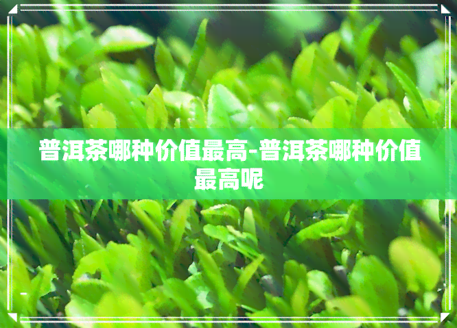 普洱茶哪种价值更高-普洱茶哪种价值更高呢