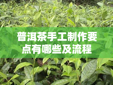 普洱茶手工制作要点有哪些及流程