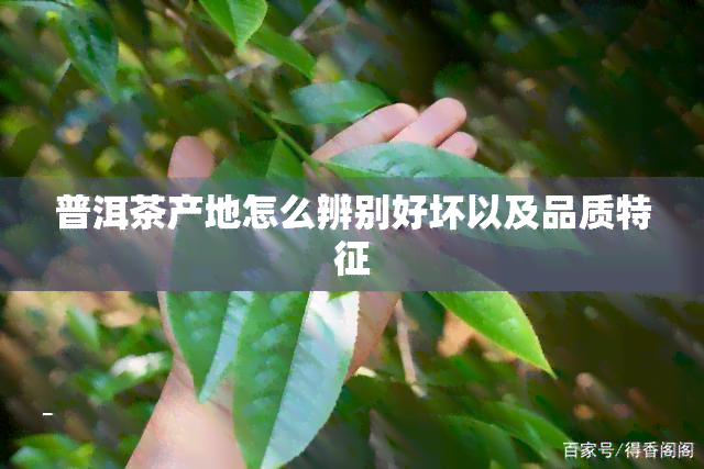 普洱茶产地怎么辨别好坏以及品质特征