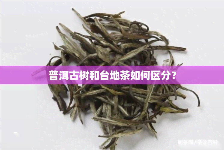 普洱古树和台地茶如何区分？