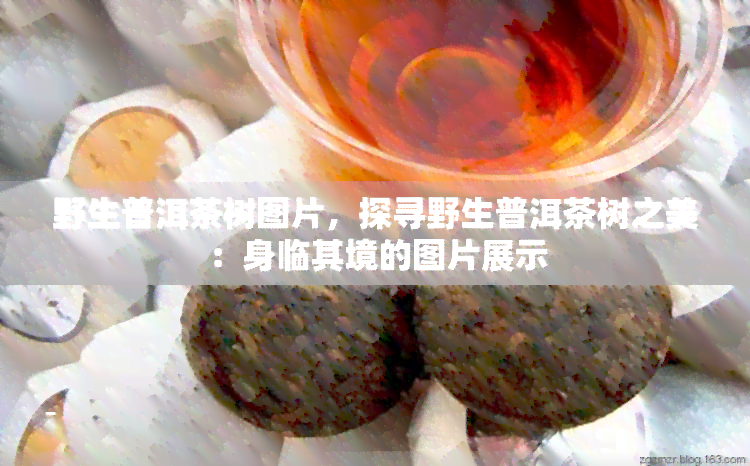 野生普洱茶树图片，探寻野生普洱茶树之美：身临其境的图片展示