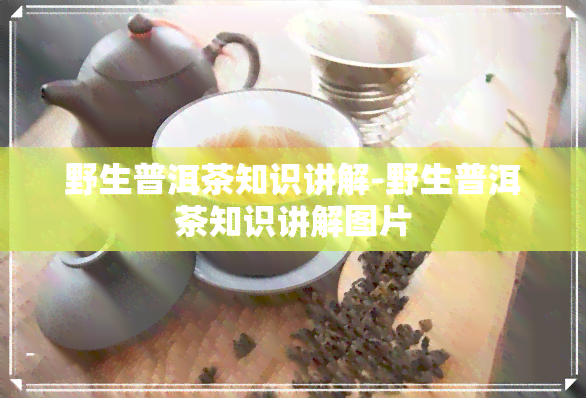 野生普洱茶知识讲解-野生普洱茶知识讲解图片