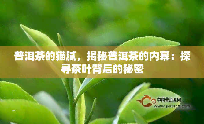 普洱茶的猫腻，揭秘普洱茶的内幕：探寻茶叶背后的秘密