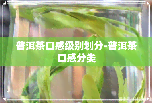 普洱茶口感级别划分-普洱茶口感分类