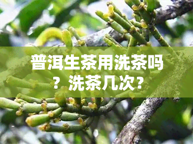 普洱生茶用洗茶吗？洗茶几次？