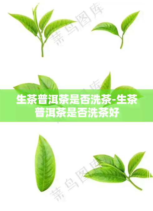 生茶普洱茶是否洗茶-生茶普洱茶是否洗茶好