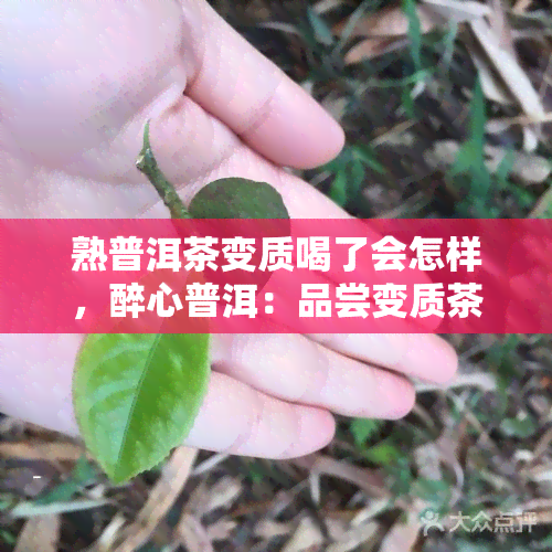 熟普洱茶变质喝了会怎样，醉心普洱：品尝变质茶的风险与挑战