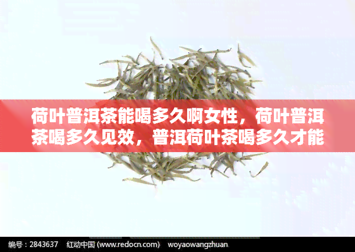 荷叶普洱茶能喝多久啊女性，荷叶普洱茶喝多久见效，普洱荷叶茶喝多久才能减肥瘦身