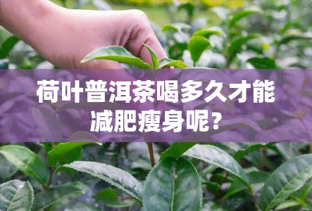 荷叶普洱茶喝多久才能减肥瘦身呢？