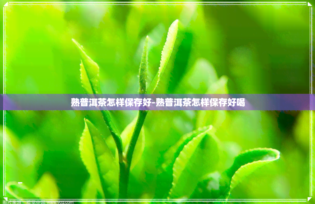 熟普洱茶怎样保存好-熟普洱茶怎样保存好喝