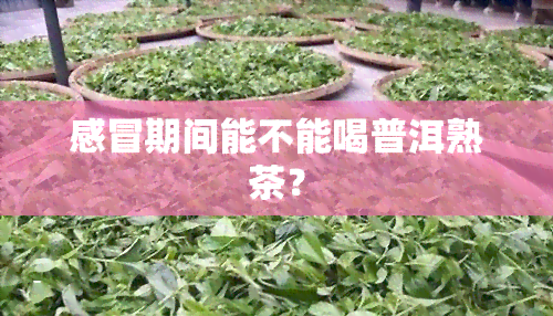 感冒期间能不能喝普洱熟茶？