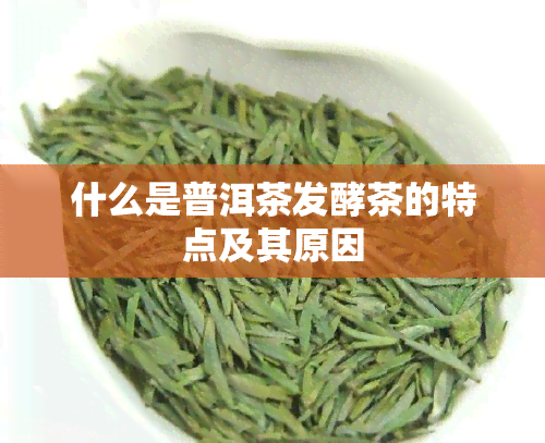 什么是普洱茶发酵茶的特点及其原因