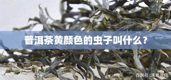 普洱茶黄颜色的虫子叫什么？