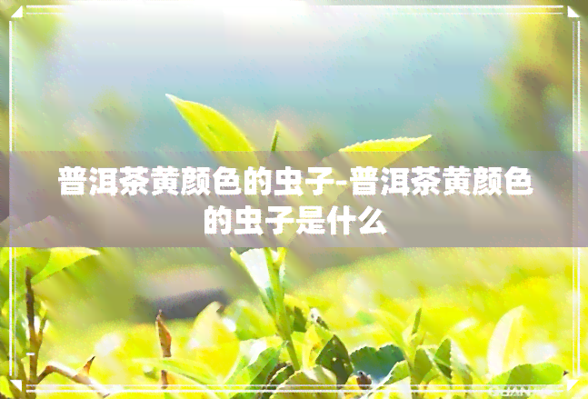 普洱茶黄颜色的虫子-普洱茶黄颜色的虫子是什么