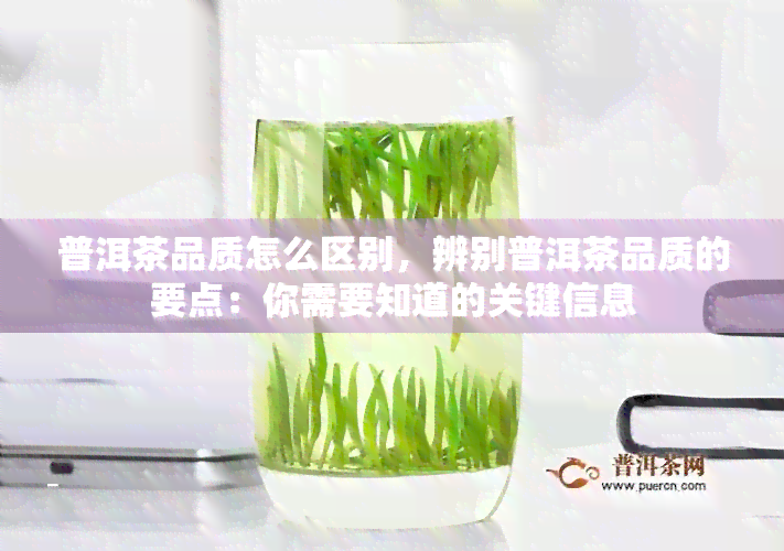 普洱茶品质怎么区别，辨别普洱茶品质的要点：你需要知道的关键信息