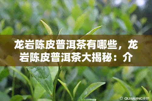 龙岩陈皮普洱茶有哪些，龙岩陈皮普洱茶大揭秘：介绍及产品系列一览