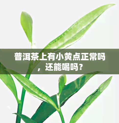 普洱茶上有小黄点正常吗，还能喝吗？