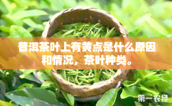 普洱茶叶上有黄点是什么原因和情况，茶叶种类。