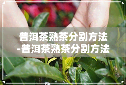 普洱茶熟茶分割方法-普洱茶熟茶分割方法图解