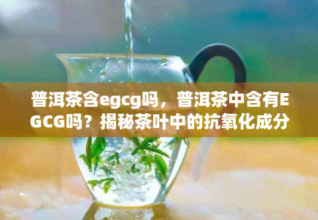 普洱茶含egcg吗，普洱茶中含有EGCG吗？揭秘茶叶中的抗氧化成分