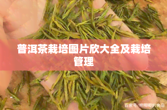 普洱茶栽培图片欣大全及栽培管理