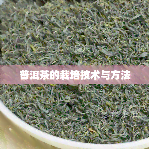 普洱茶的栽培技术与方法