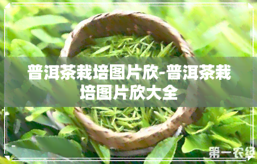 普洱茶栽培图片欣-普洱茶栽培图片欣大全