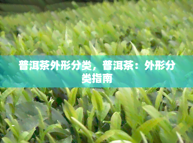 普洱茶外形分类，普洱茶：外形分类指南