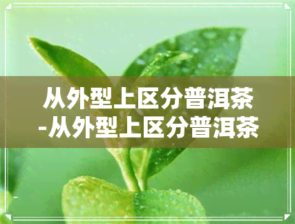 从外型上区分普洱茶-从外型上区分普洱茶的特点